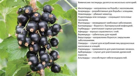 Витаминный состав черной смородины
