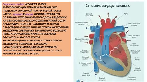 Влияние бани на сердечно-сосудистую систему