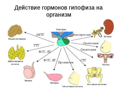 Влияние гормонов на запоминание
