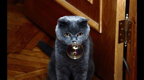 Влияние кошачьей мяты на сон кота