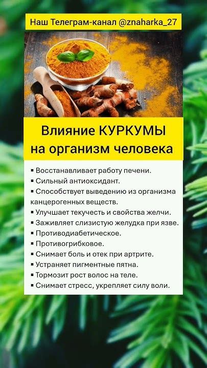 Влияние куркумы и имбиря на организм