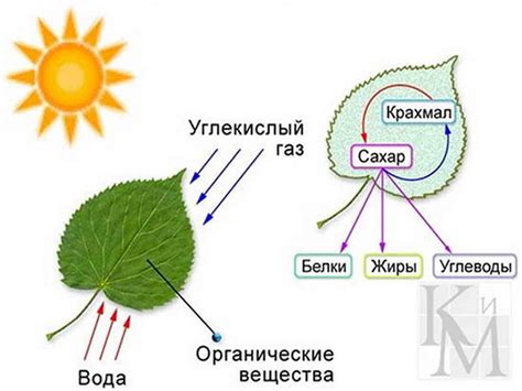 Влияние лака на растения
