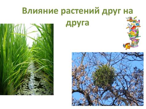 Влияние растений на друг друга