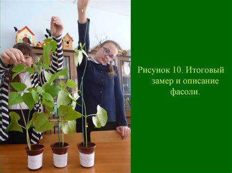 Влияние температуры воды на рост и развитие растения