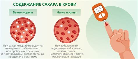Влияние черноплодной рябины на уровень сахара в крови