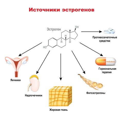 Влияние эстрогена на организм