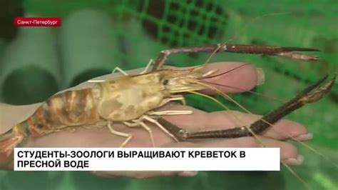 Возможности выращивания креветок в пресной воде