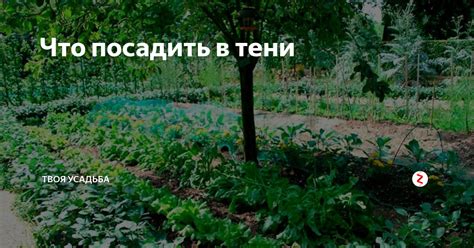 Возможности роста в тени