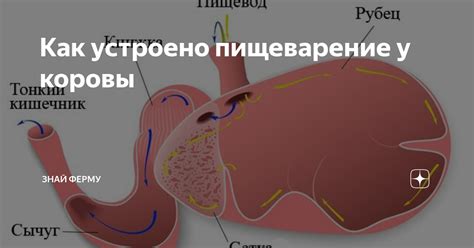 Возможность улучшить пищеварение у коровы с помощью тыквы