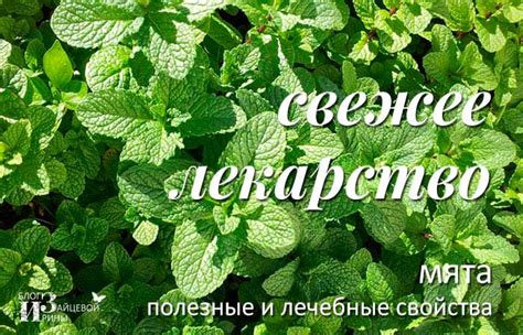Возможные противопоказания мелиссы