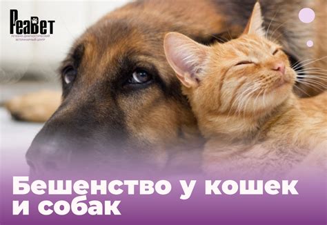 Возможные пути передачи бешенства у собак