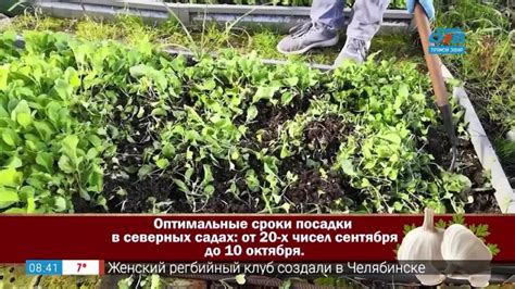 Вопрос садовода: