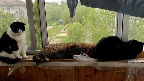 Вредность жизни кота на балконе зимой - на самом деле
