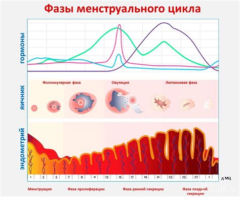Вторая стадия восстановления эндометрия