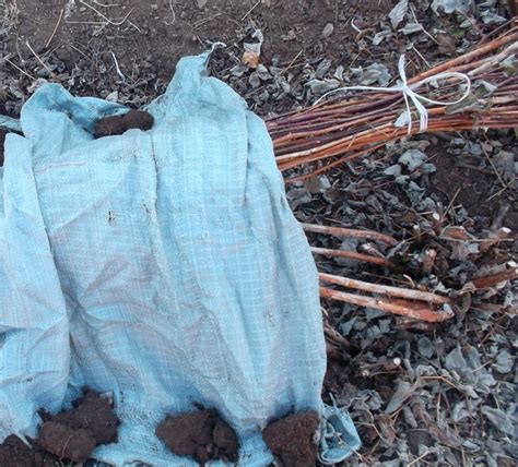 Выбор опилок для укрытия малины на зиму