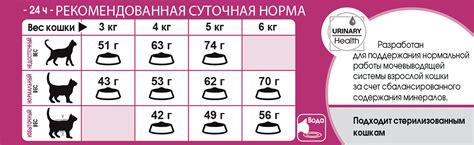 Выбор правильного корма для котенка