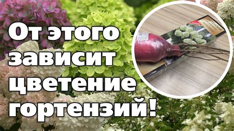 Выбор правильного саженца