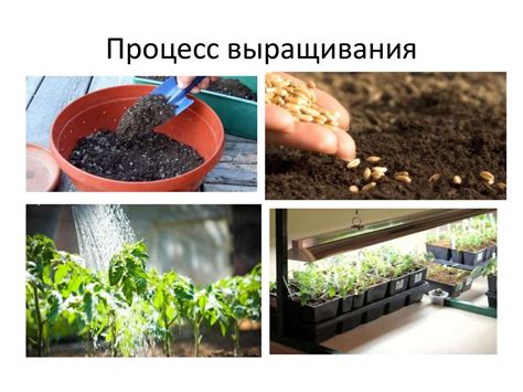 Выращивание розанов в домашних условиях