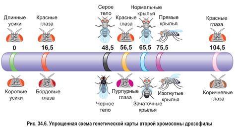 Генетические предпосылки и влияние наследственности