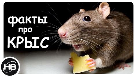 Другие факты относительно поведения крыс