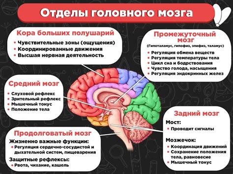 Жир и его роль в функционировании мозга