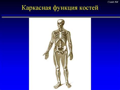 Защитная функция костей