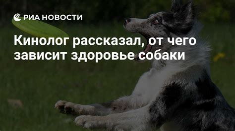 Здоровье собаки зависит от рождения щенков