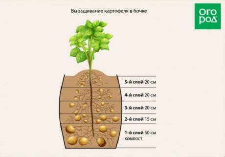 Значение вспашки для успешной посадки картофеля весной
