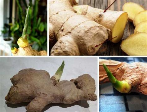 Имбирь – полезное и ароматное растение
