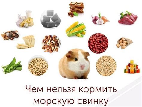 Как внедрить детское питание в рацион морской свинки