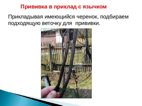 Как выбрать подходящую веточку для размножения