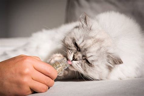 Как использовать кошачью мяту для улучшения сна кота