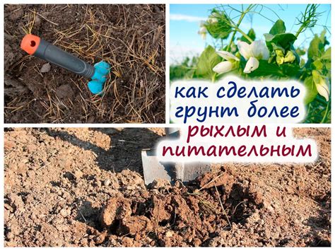Как подготовить почву для посадки сидератов в октябре