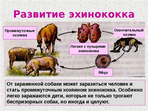 Как распознать эхинококк у собаки