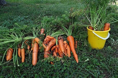 Как ухаживать за посадкой моркови и лука