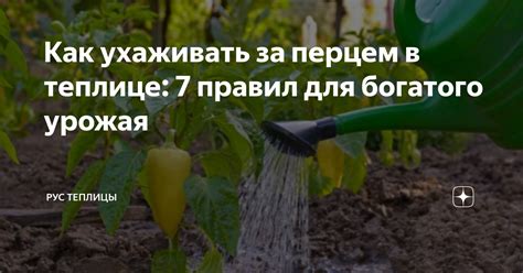 Как ухаживать за посеянными сидератами в октябре в теплице