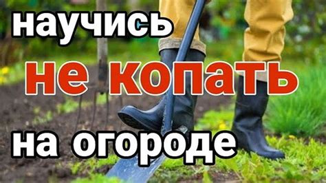Качество земли: как повлиять на плодородие