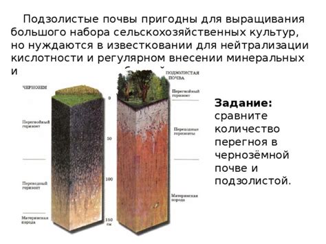 Климатические условия и требования к почве для выращивания