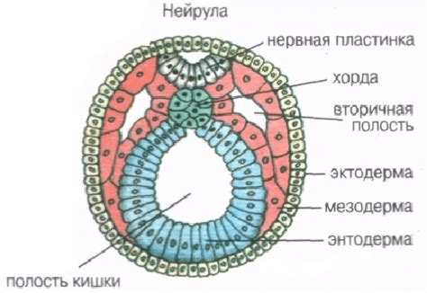 Кожная структура цепени