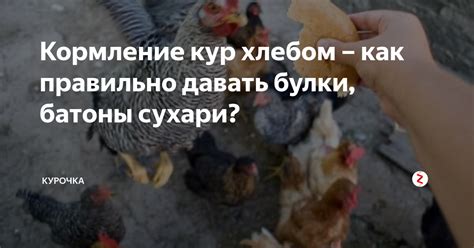 Кормление кур кефиром с хлебом