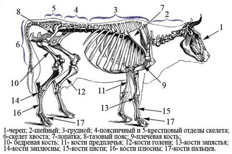 Кости в хвосте коровы
