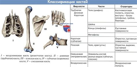 Кости и движение