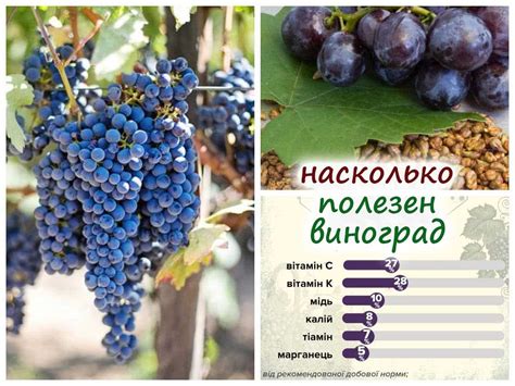 Косточки винограда и развитие детского здоровья: исследования и факты