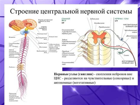 Крепление нервной системы