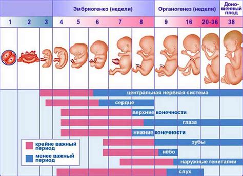Медицинская помощь и лечение при родах на 5 месяцев беременности