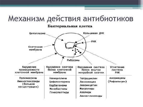 Механизм действия антибиотиков и возможные побочные эффекты на давление
