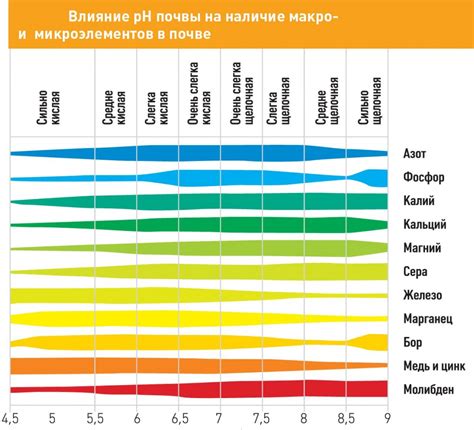 Микроэлементы в старом картофеле: ценность для почвы