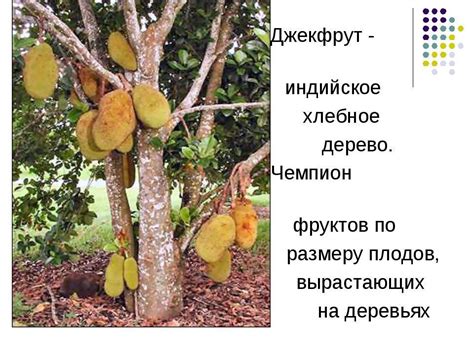 Мифы о существовании хлебного дерева