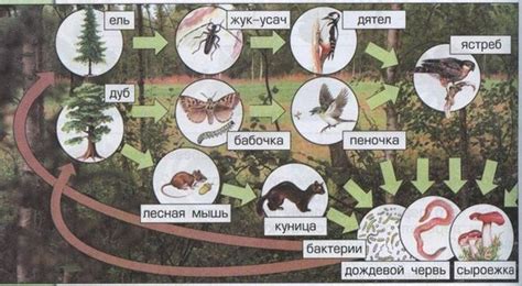 Миф о возможности питания листьями деревьев в лесу