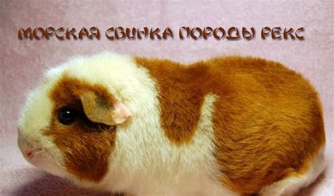 Морская свинка и детское питание: совместимость и рекомендации